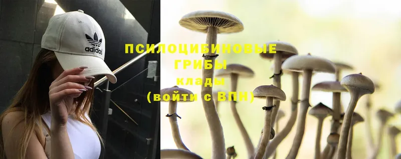 Галлюциногенные грибы Psilocybine cubensis  ОМГ ОМГ ссылка  Верея 